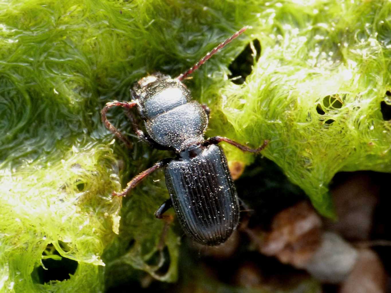 Piccoli Ditomus sphaerocephalus lungo il fiume